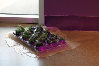 Medium: poured latex-enamel paint, cardboard apple trays, grass, dirt/soil, LED grow light, water